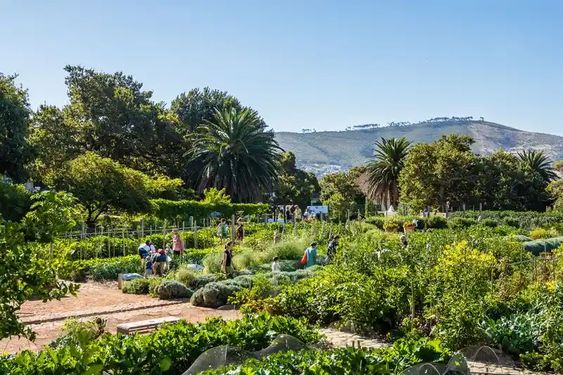 Freiwilligenarbeit Südafrika - Urban Farming 1