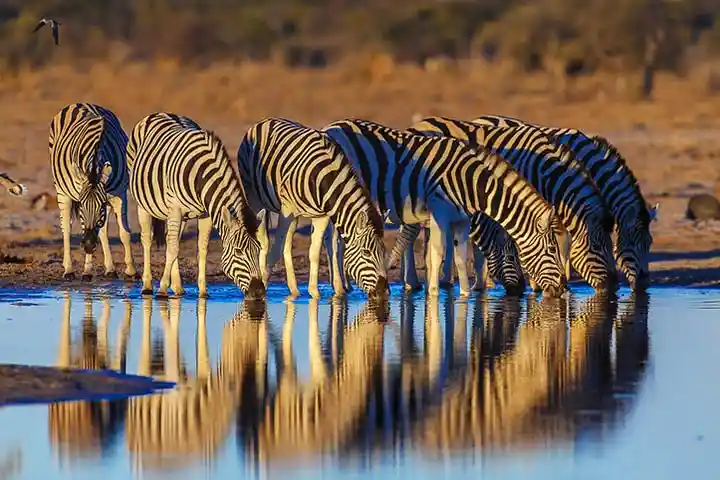 Wildlifeprojekt Namibia 1