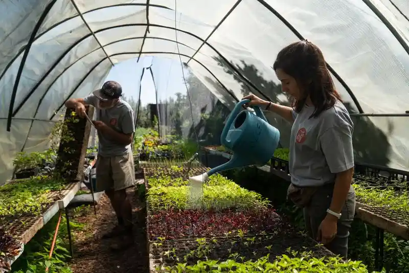 Freiwilligenarbeit Südafrika - Urban Farming 2