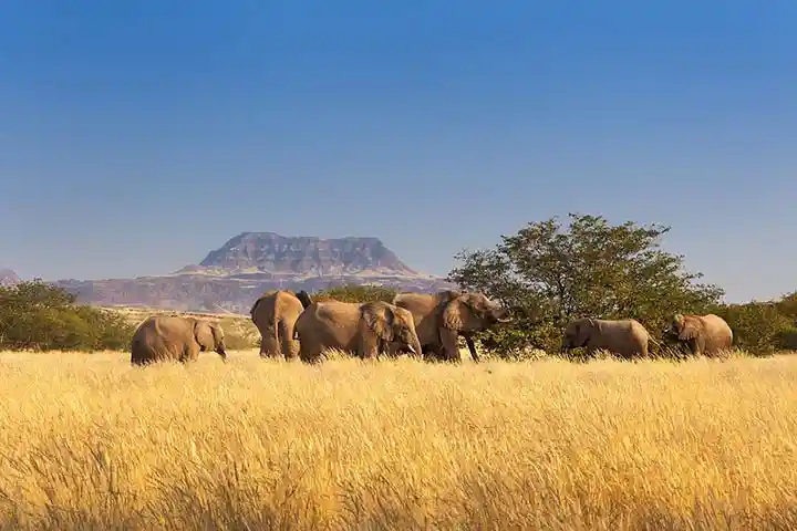 Wildlifeprojekt Namibia 4